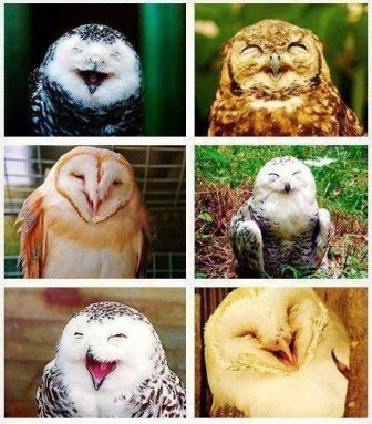 Laughing Owls