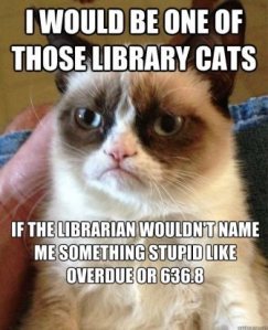 Library Cat