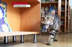 Russian Library Cat